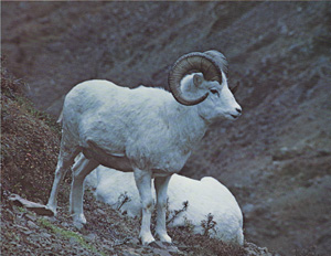 Dall Sheep Rams